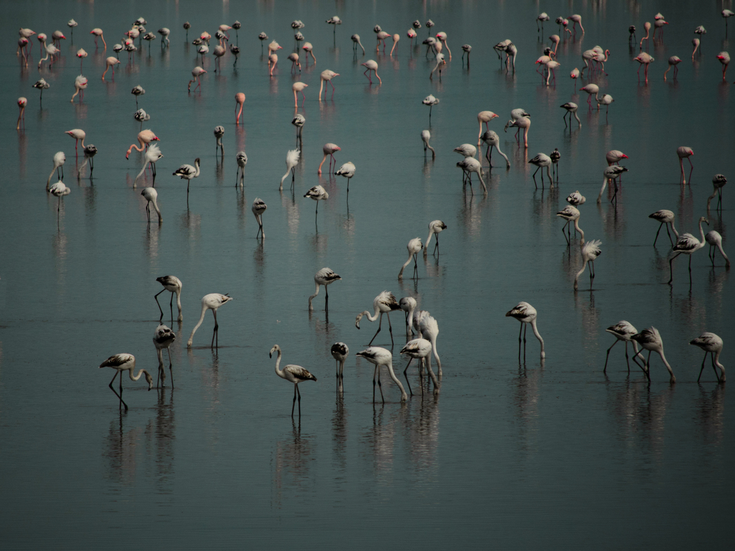 Salt Lake in Larnaka LR-0282