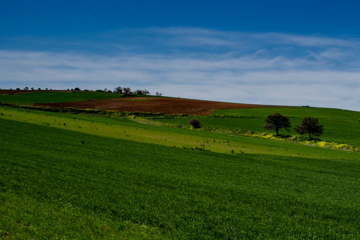 Fields in Beotia LR-0007