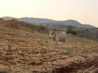 Вечерний променад