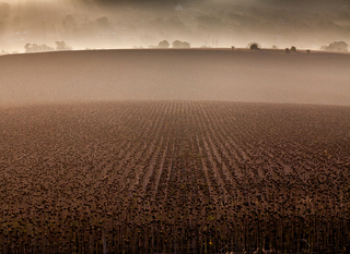 Осінь. Ранкове поле з соняшником