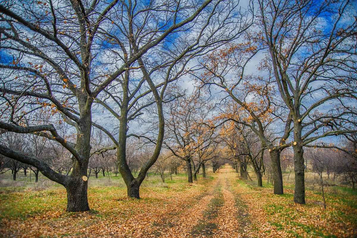 Золота осінь в хортицькому Лабіринті