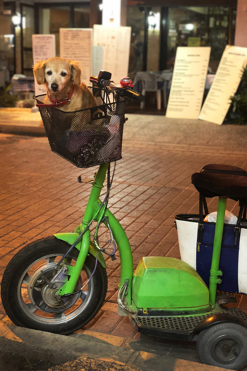 В ожидании лучшего друга...