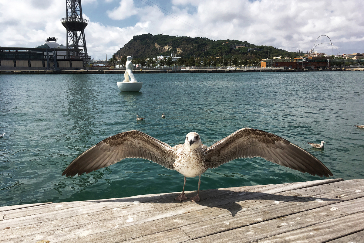 Неожиданное приветствие...