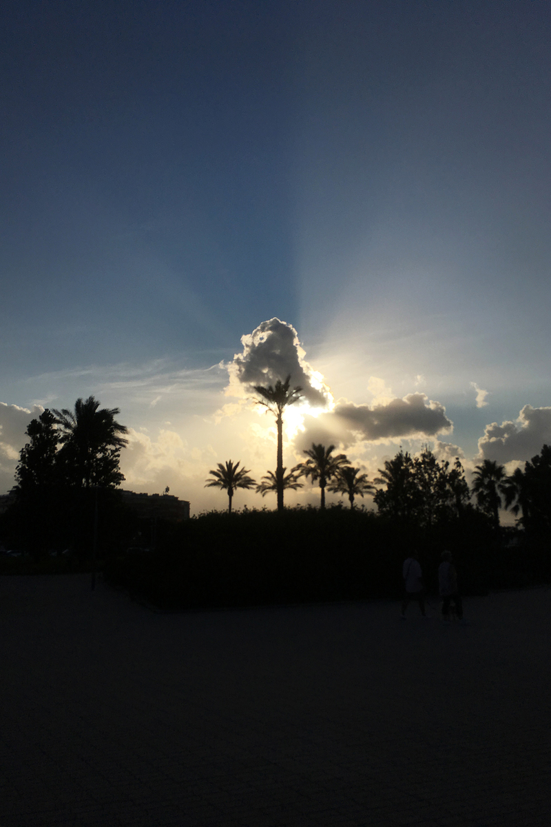 Облачные пальмы...