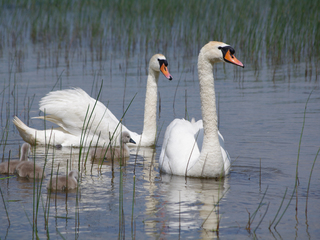 Лебеді на озері Пулемецьке
