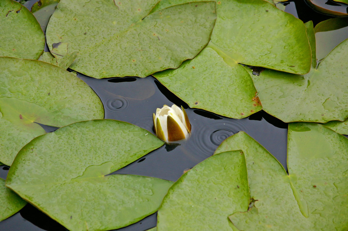 Пробудження