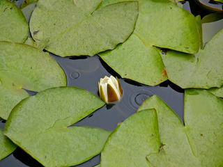 Пробудження