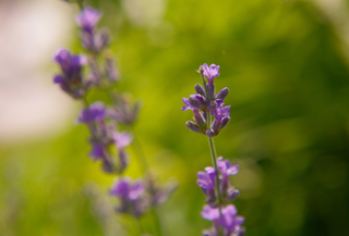 Лавандовий сон
