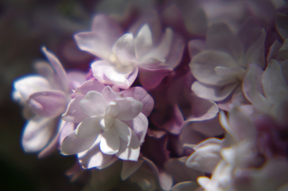 Бузковий сон