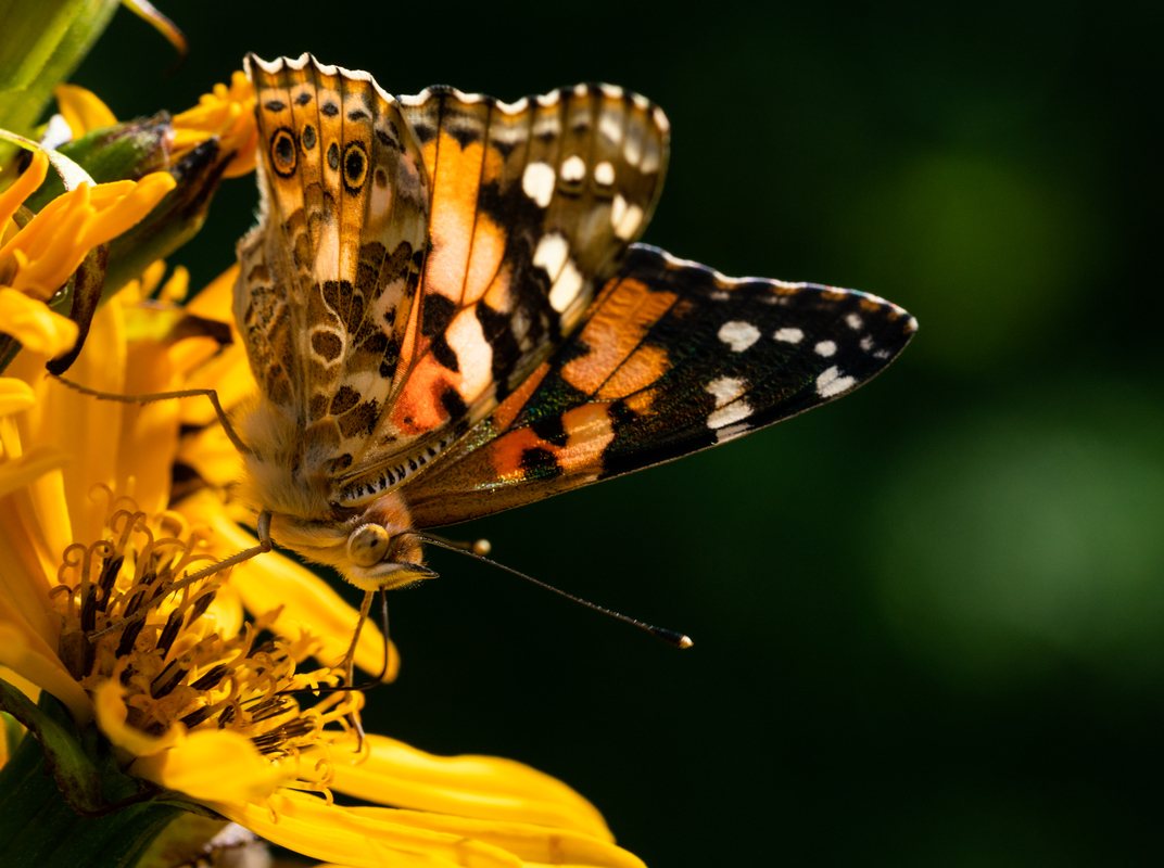 Vanessa cardui