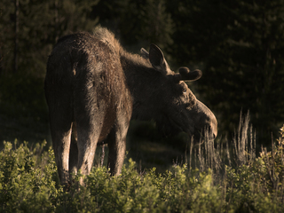 moose in backlight