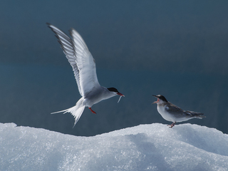 feeding Tern
