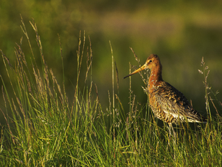 posing Godwit