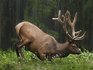 kneeling Elk