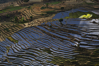 terrace rice fields