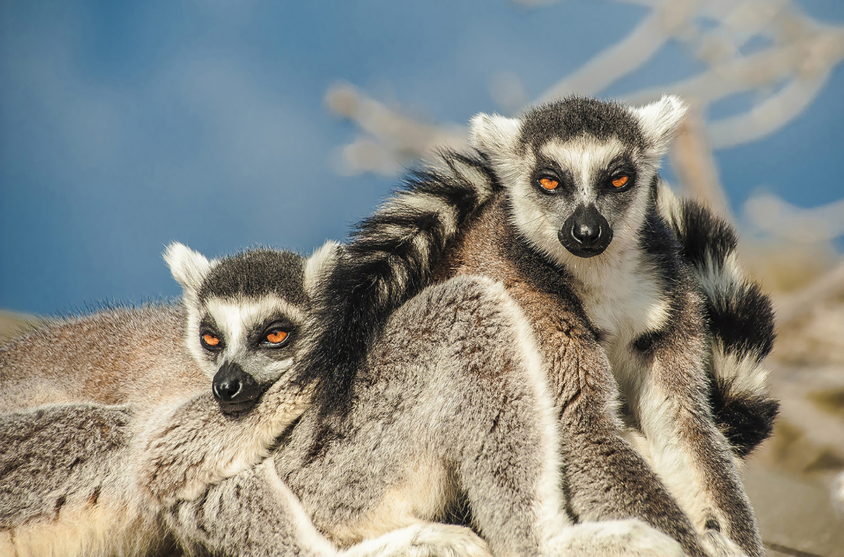 lemurs