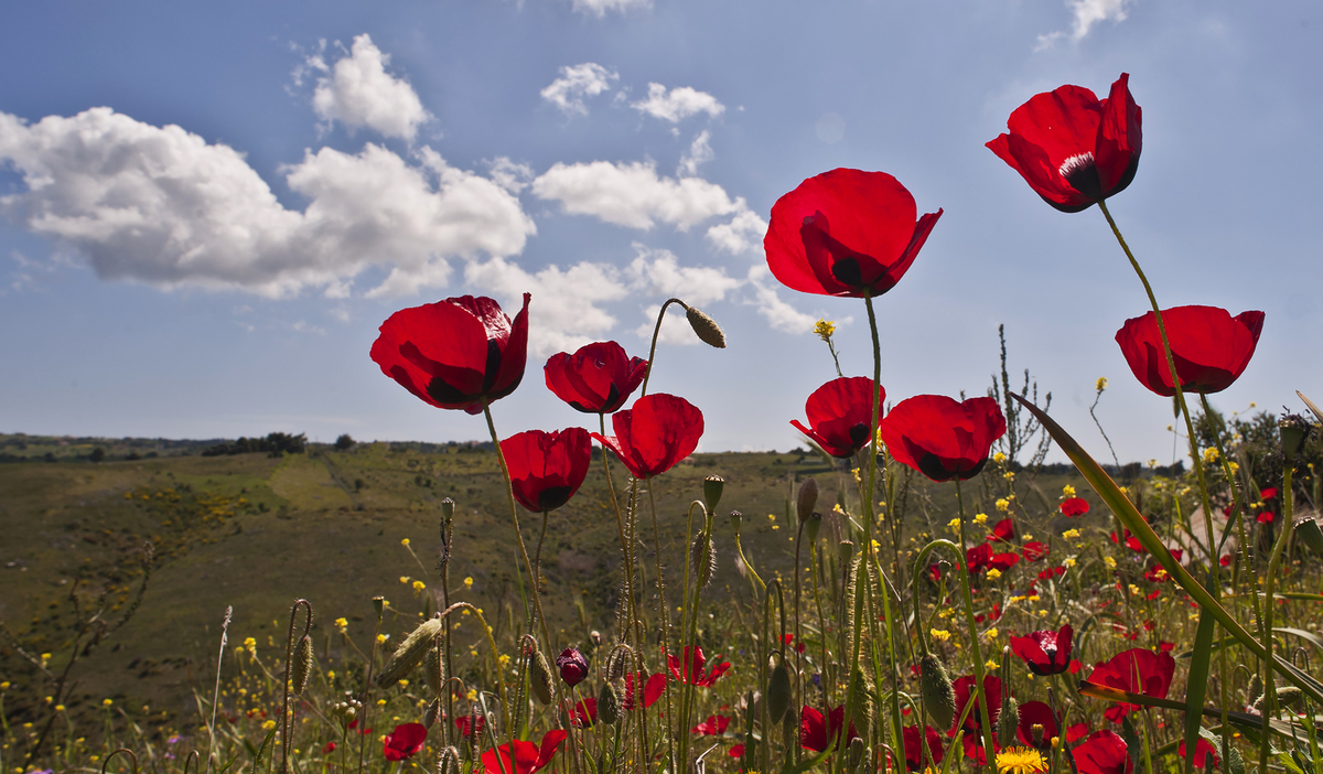 sunshine poppies