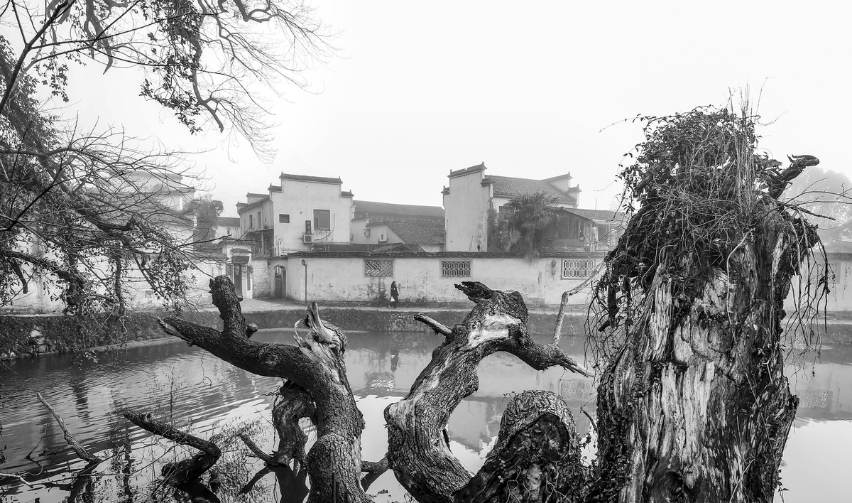 New buds of old trees