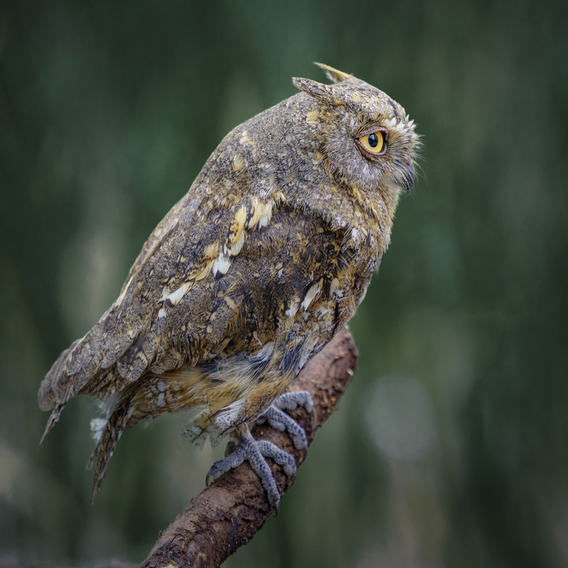 Oriental Scops Owl