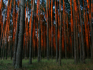 Pine forest