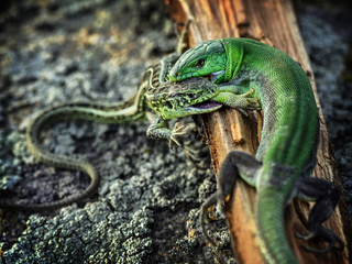 For the place in the sun