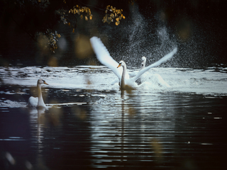 Третій зайвий