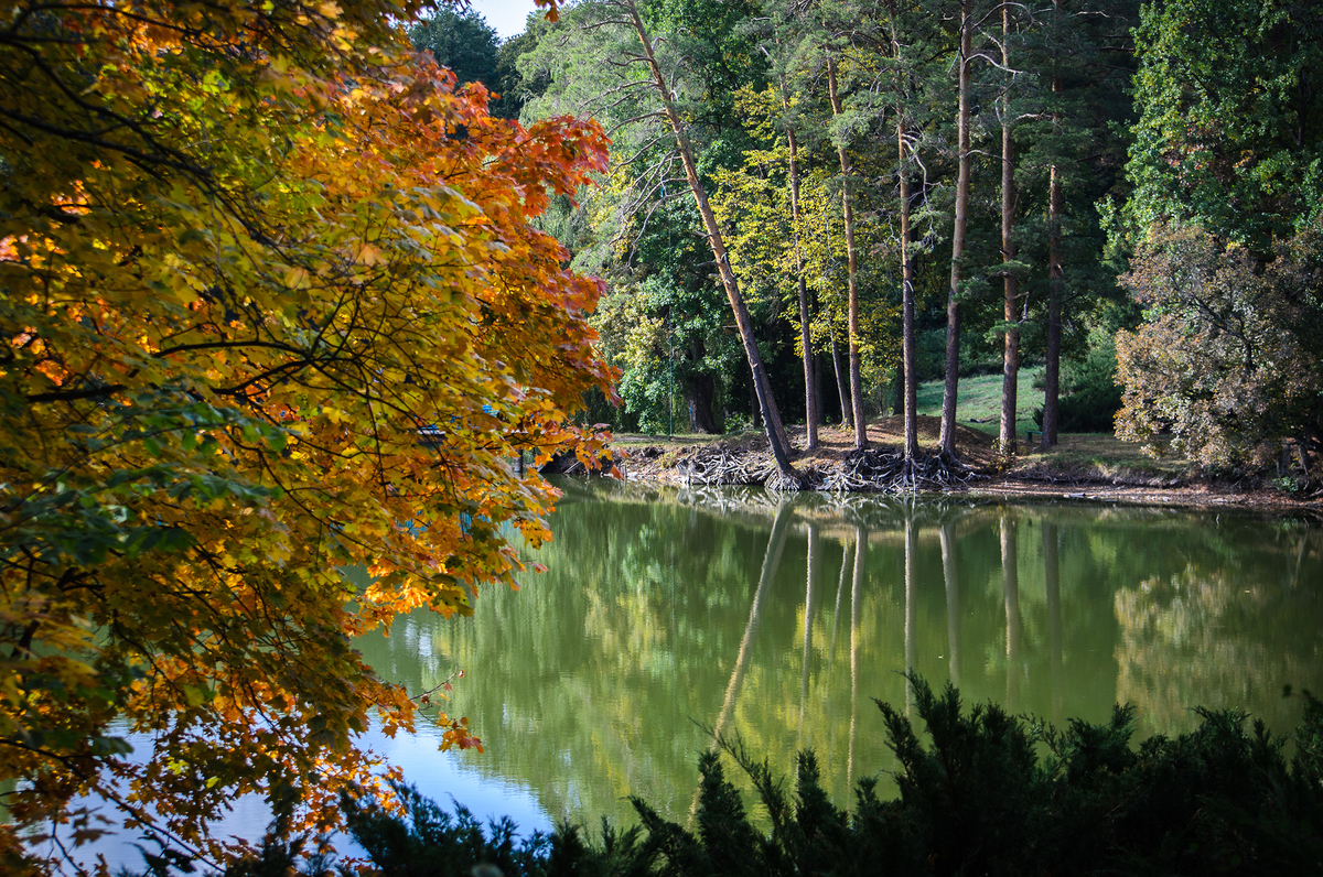 Золота осінь