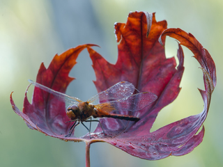 Перед зльотом