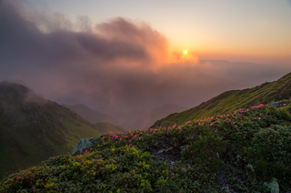 У пошуках червоної рути