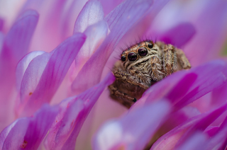 Спостереження