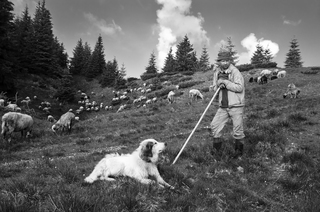 Вівчар та його помічник