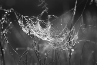 Ранкове павутиння