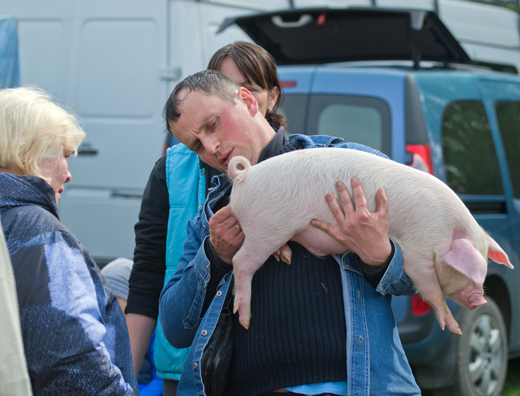 СВИНСЬКА ЯКІСТЬ