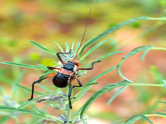 Acanthoplus longipes
