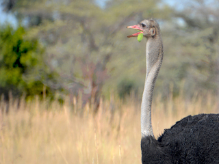 Ostrich eating Tsumeb 2