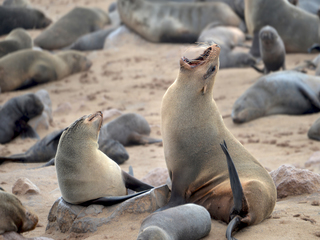 Sea lions Cape Cross