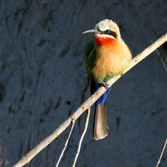 Bee-eater Kwando River