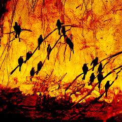 Birds and their shadow