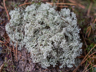 Осенний лес - 1