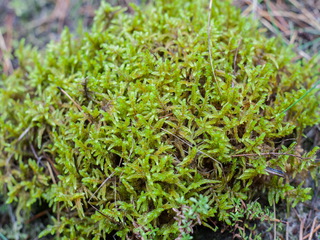 Осенний лес - 2