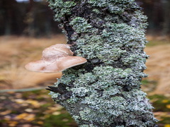 Осенний лес - 4