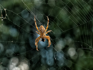 На полюванні
