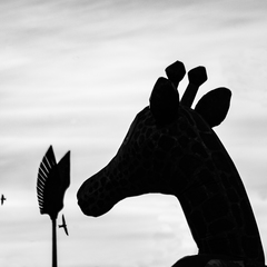 В мире животных