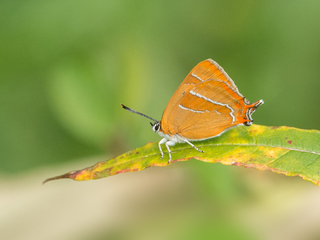 Brown Hairstreak