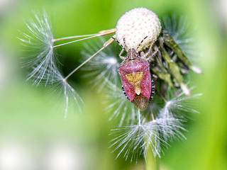 Hairy Shield Bug
