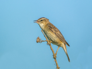 Sedge Warbler