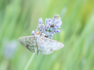 Mother of Pearl Moth