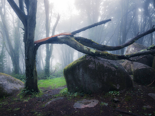 Зламаний ліс
