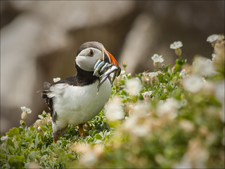 Busy puffin