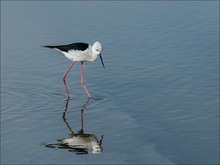 Solitary stilt